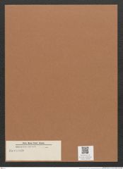 Navicula sp. (de-Toni-Nr.: Genus 1) Zeichnungen Sammlung Grunow Mappe 00638 (Herbarium_W_Grunow_drawings_Folder_00638)